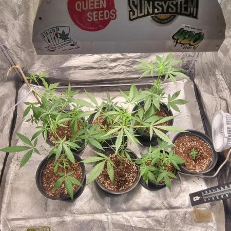 FASTBUDS