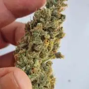 FASTBUDS