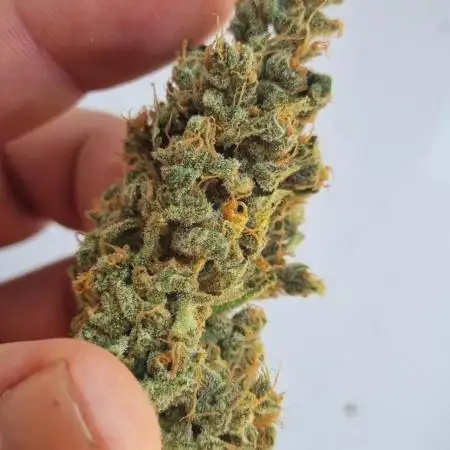 FASTBUDS