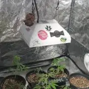 FASTBUDS