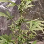FASTBUDS