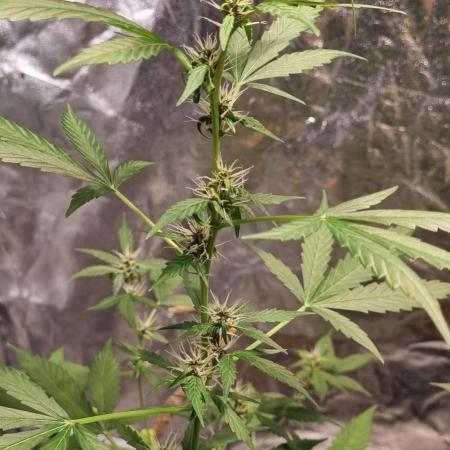 FASTBUDS