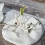 FASTBUDS