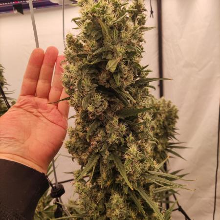 Barney's Bubba Kush