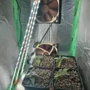 Microgrow 4 x 0.5l