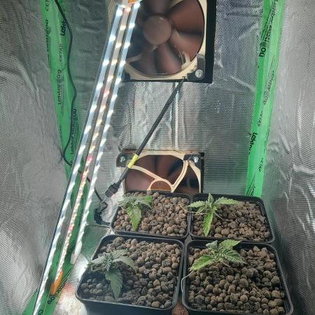 Microgrow 4 x 0.5l