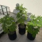 Los Tres amigos