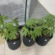 Los Tres amigos