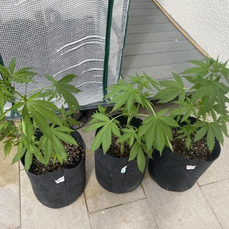 Los Tres amigos