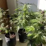 Los Tres amigos