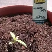 First try