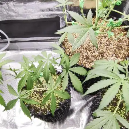 Afghan skunk
