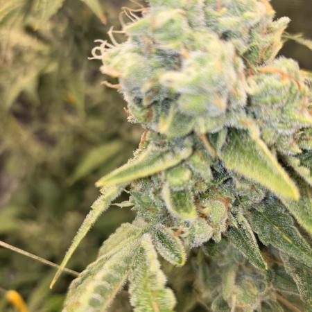 Peyote cookies
