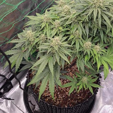 Afghan skunk