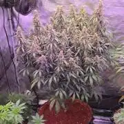 Afghan skunk