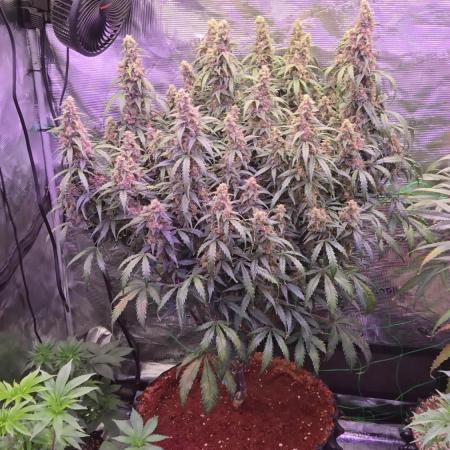 Afghan skunk