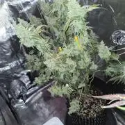 Peyote cookies