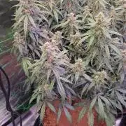 Afghan skunk