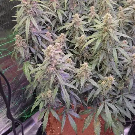 Afghan skunk