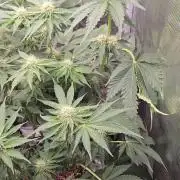 Peyote cookies