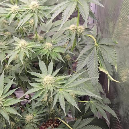 Peyote cookies
