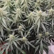 Afghan skunk