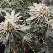 Peyote cookies