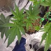 Peyote cookies