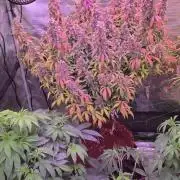 Afghan skunk