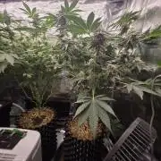 Peyote cookies