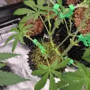Afghan skunk