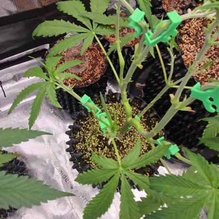 Afghan skunk