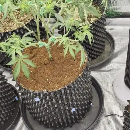 Afghan skunk