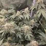 Peyote cookies