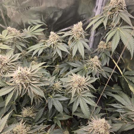 Peyote cookies