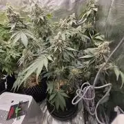 Peyote cookies