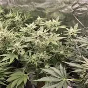 Peyote cookies