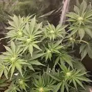 Peyote cookies