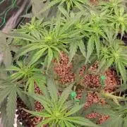 Afghan skunk