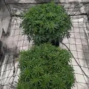 5x5 photoperiod grow