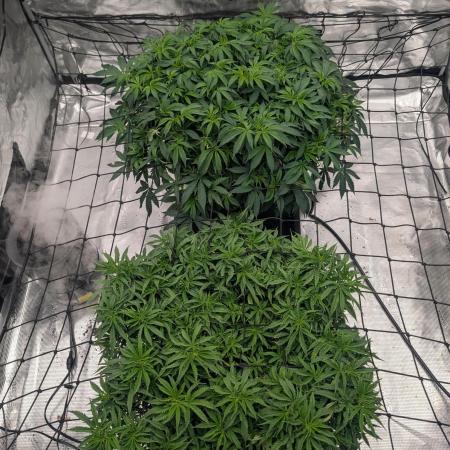 5x5 photoperiod grow