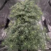 5x5 photoperiod grow