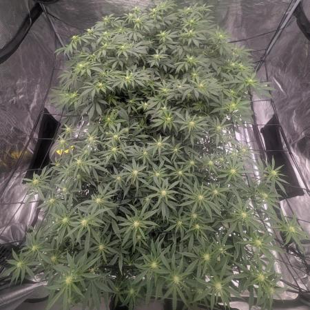 5x5 photoperiod grow