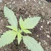 Kieler Woche Grow