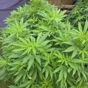 Garden Grow 😏