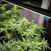 Kieler Woche Grow