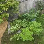 Garden Grow 😏