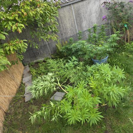Garden Grow 😏