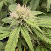 Kieler Woche Grow