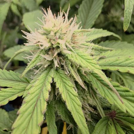 Kieler Woche Grow